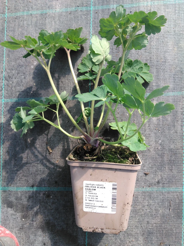 Lehtoakileija Black Barlow - 3. 4. 2025