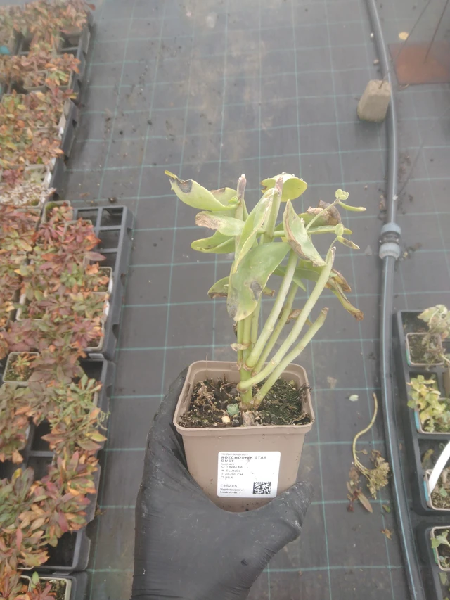 Komeamaksaruoho Star Dust - 23. 10. 2025