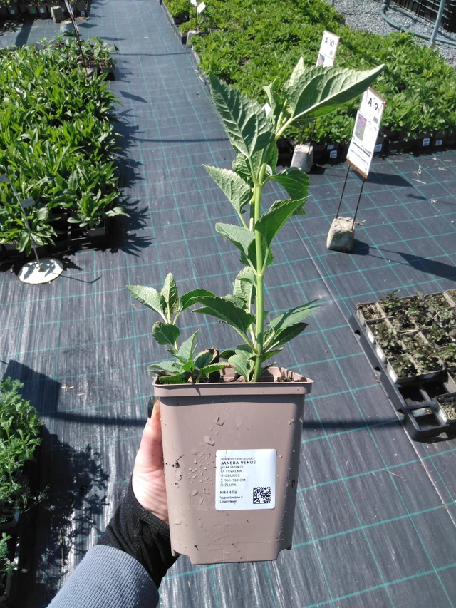 Päivänsilmä Venus - 13. 5. 2025