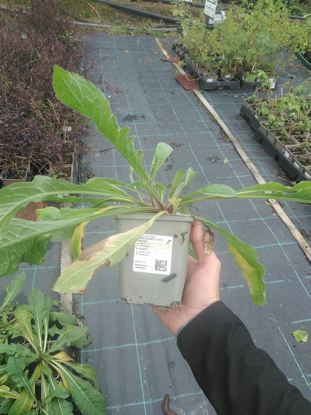 Ruusuruoho Red Knight - 10. 10. 2025