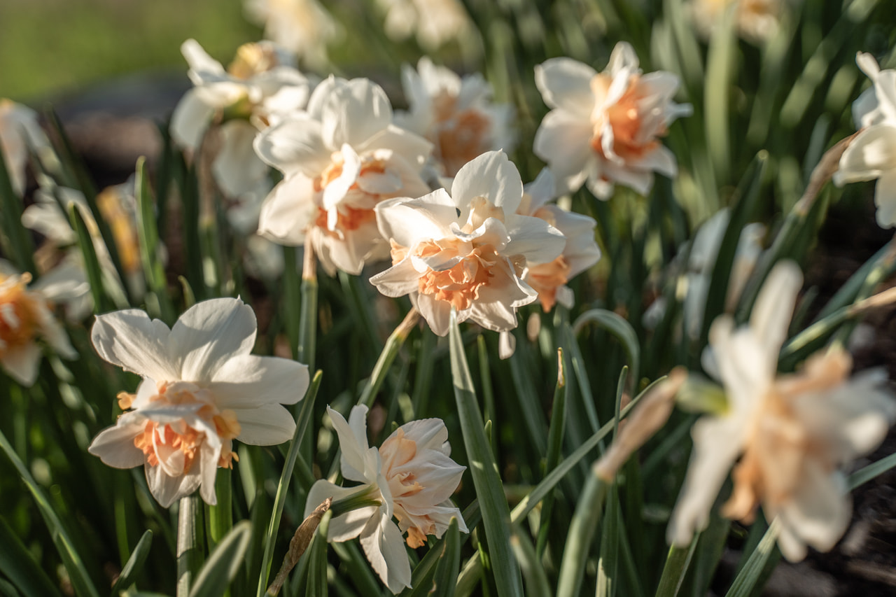 Narsissi Replete, Loukykvět