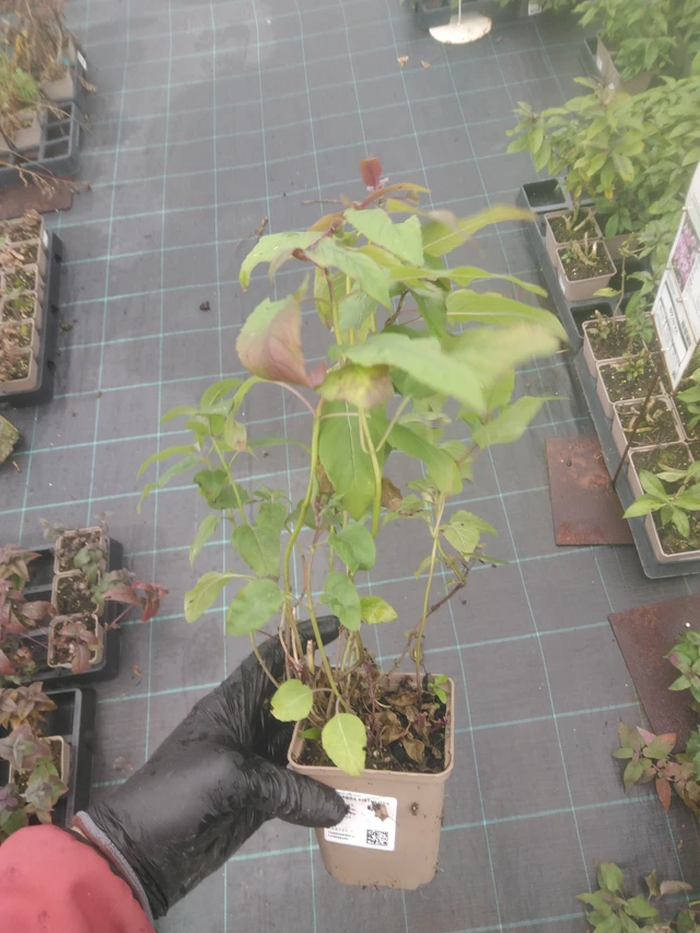 Monarda fistulosa - 23. 10. 2025