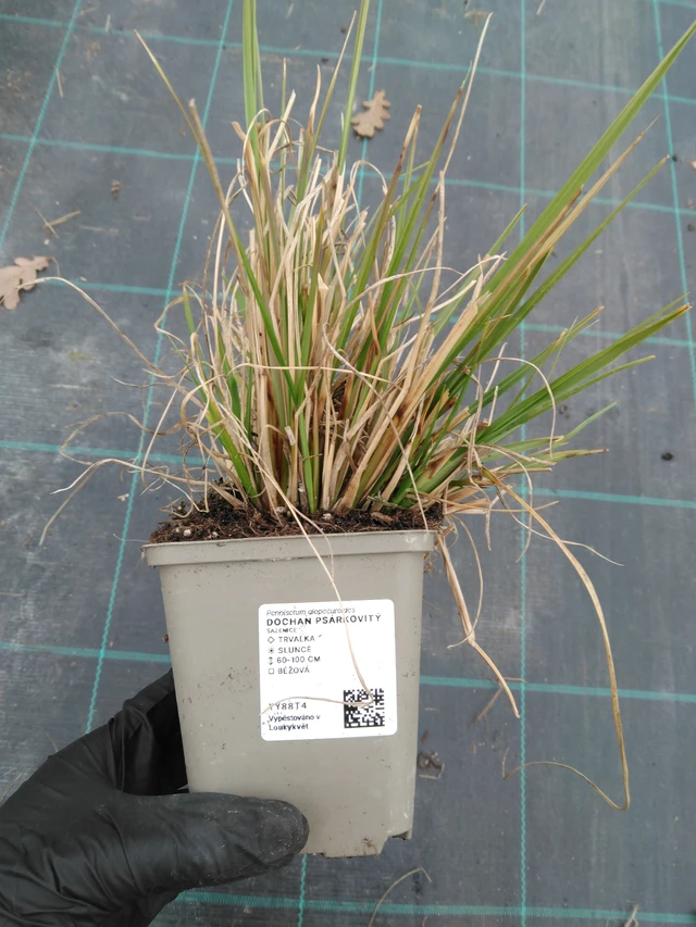 Dochan psárkovitý - 1. 4. 2026