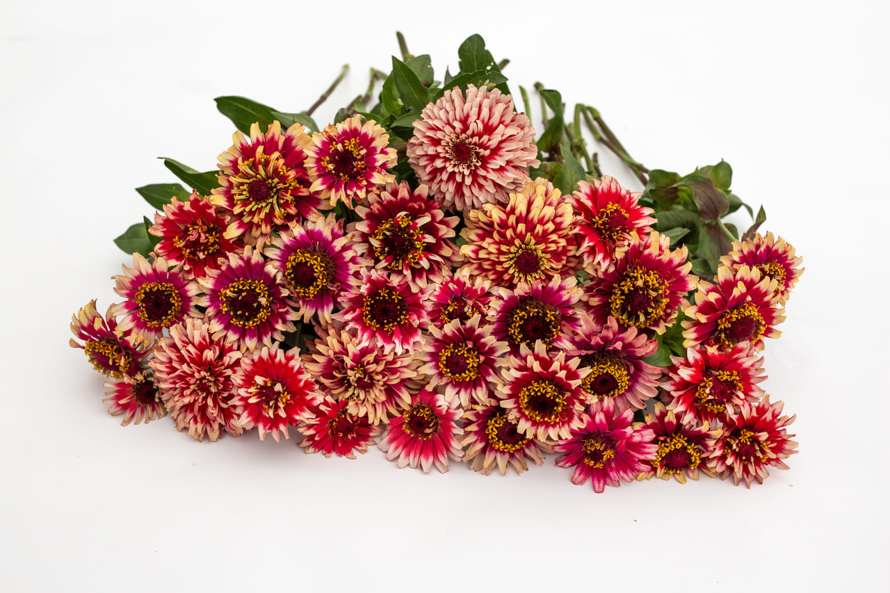 Zinnia Mazurkia, Loukykvět