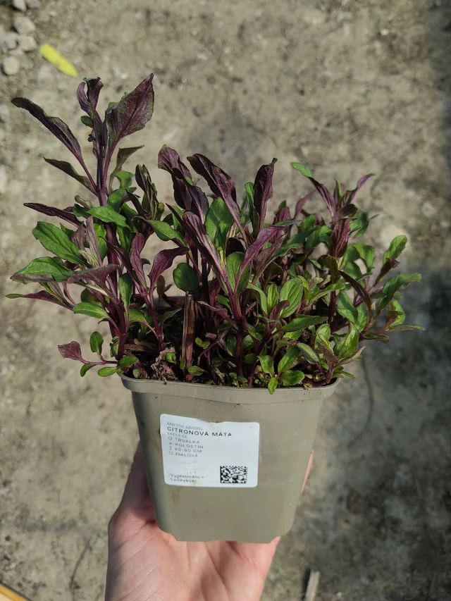 Citronová máta  - 27. 3. 2026