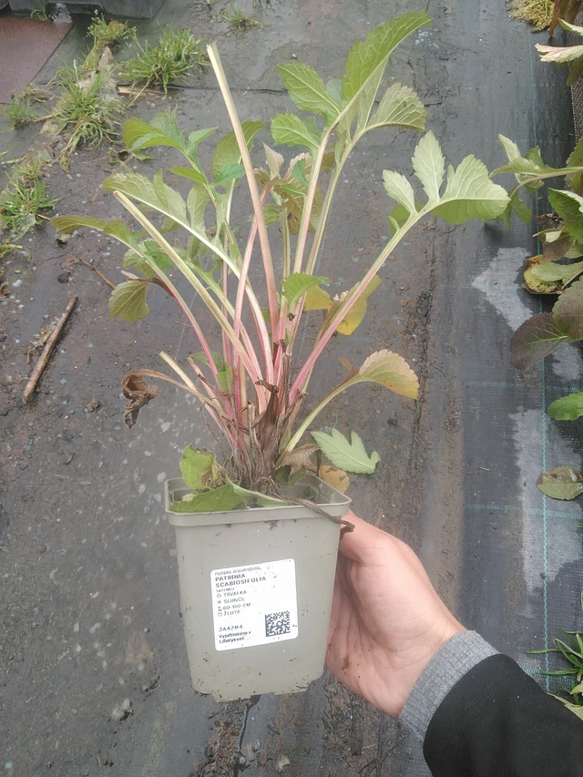 Patrinia scabiosifolia - 10. 10. 2025