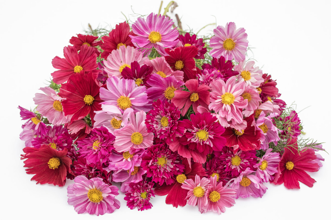 Kosmoskukka Berries Mix, Loukykvět