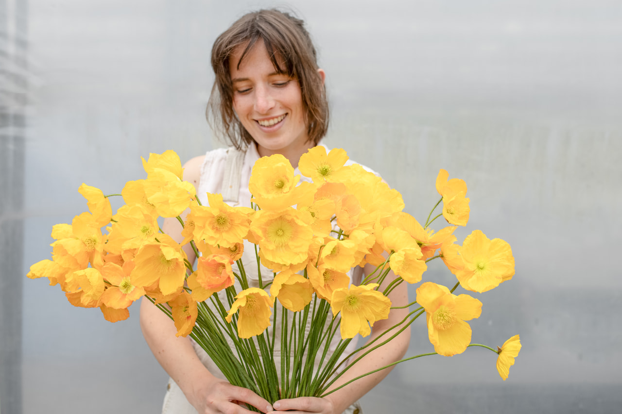 Unikko Champagne Bubbles Yellow, Loukykvět