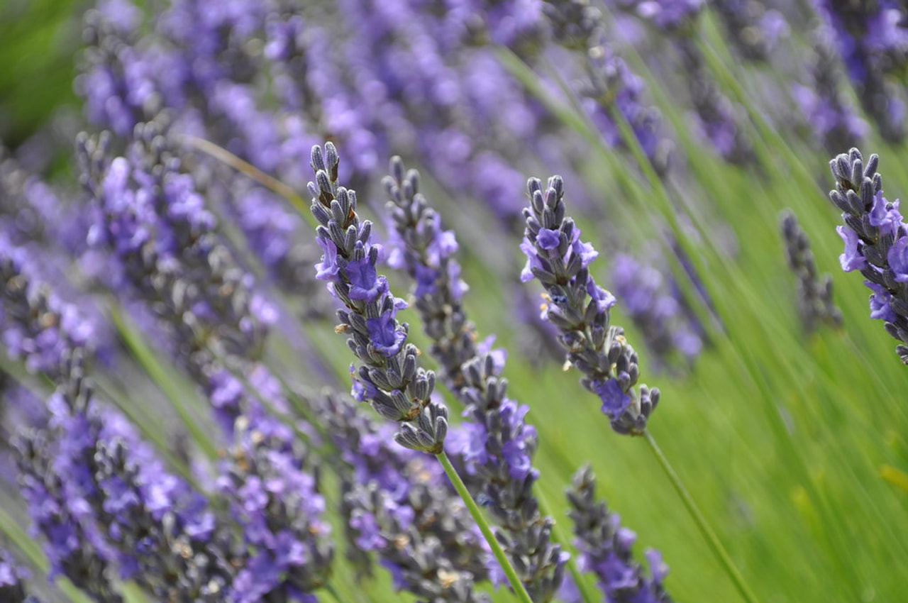 Laventeli Grosso, Loukykvět