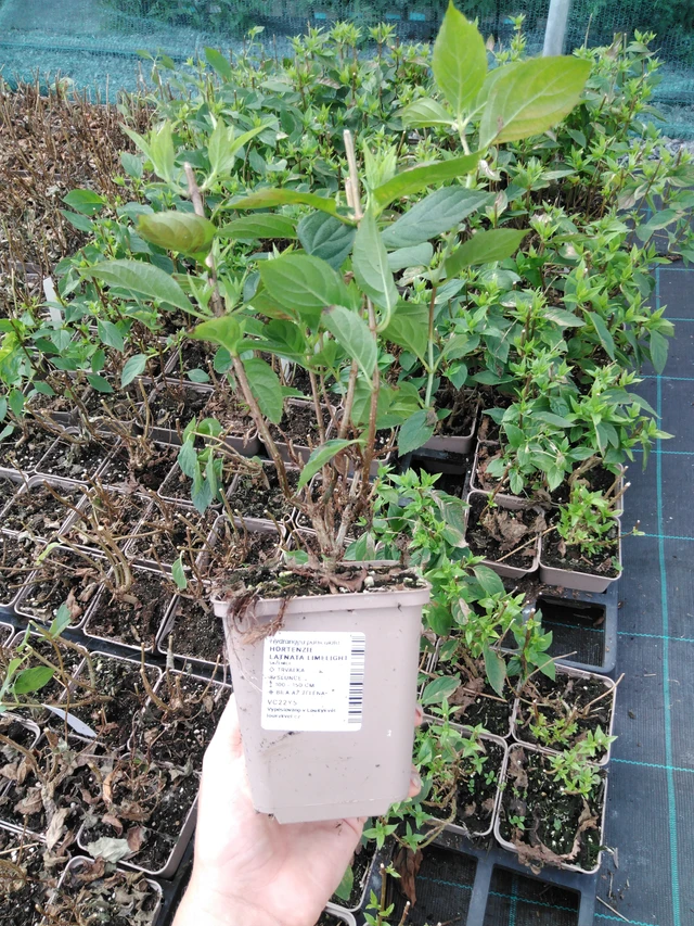 Syyshortensia Limelight - 2024