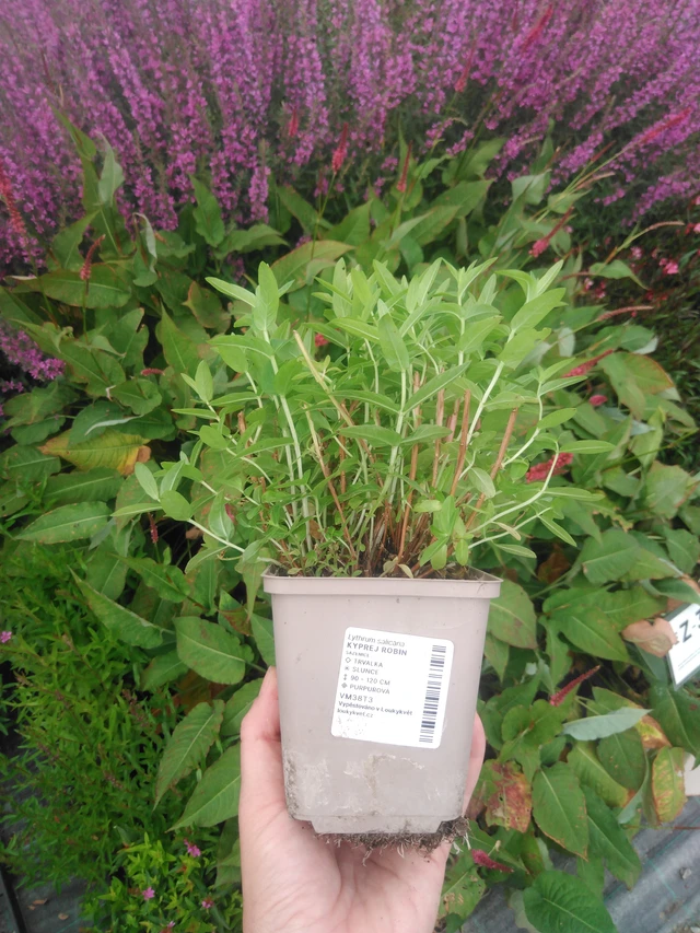 Rantakukka Robin - 2024