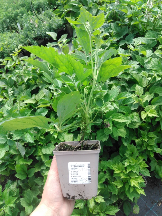 Kärhö Mrs R. Brydon - 2024