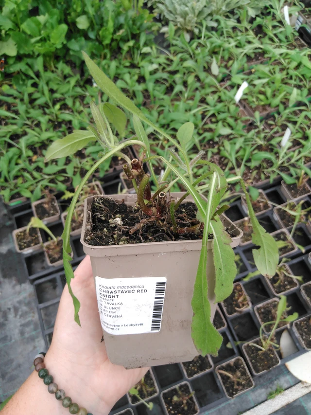 Ruusuruoho Red Knight - 2024