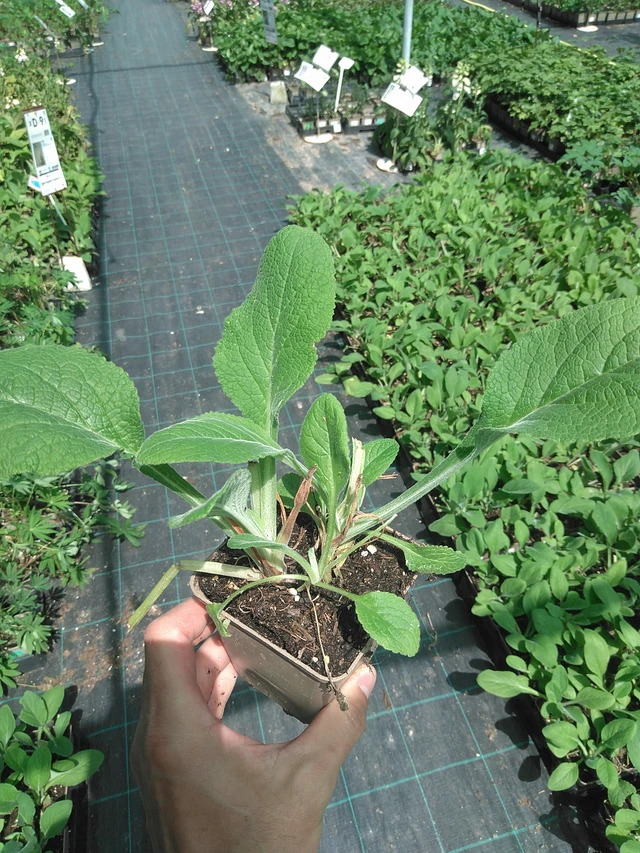 Foxglove Sutton’s Apricot - 24. 6. 2025