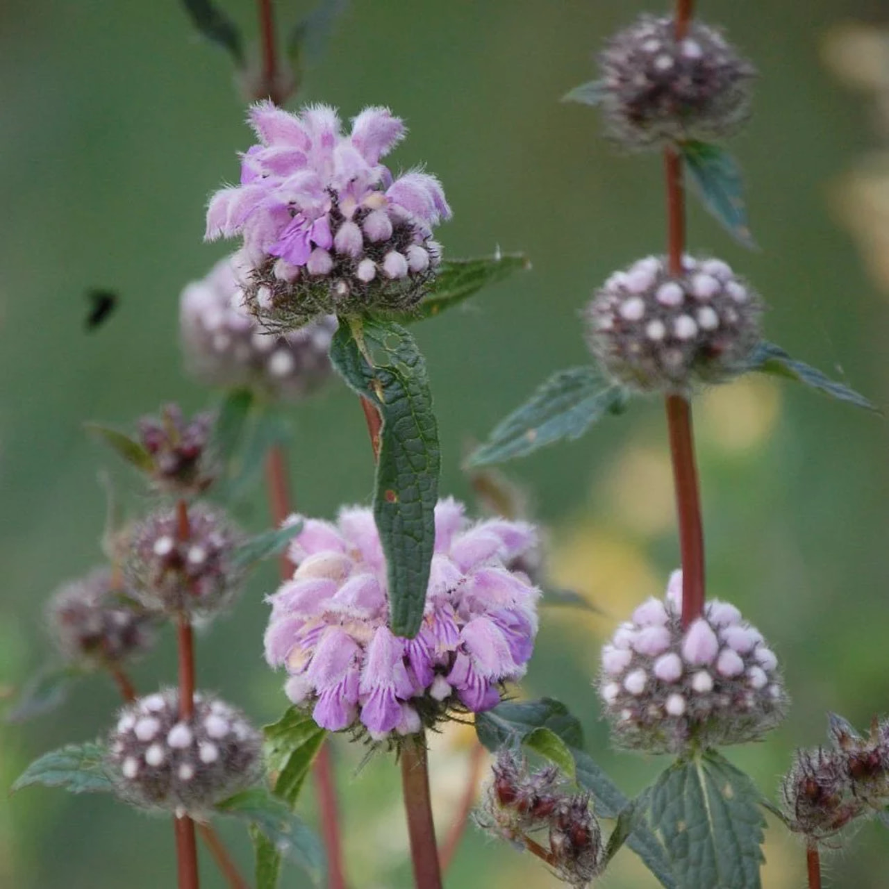 Paloyrtti Tuberosa, Loukykvět