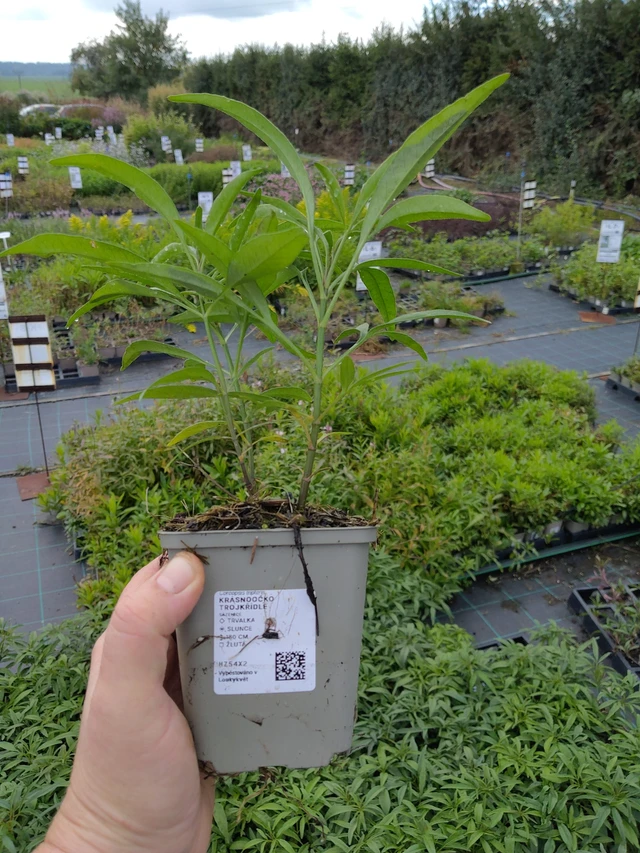 Tall Coreopsis - 9. 10. 2025