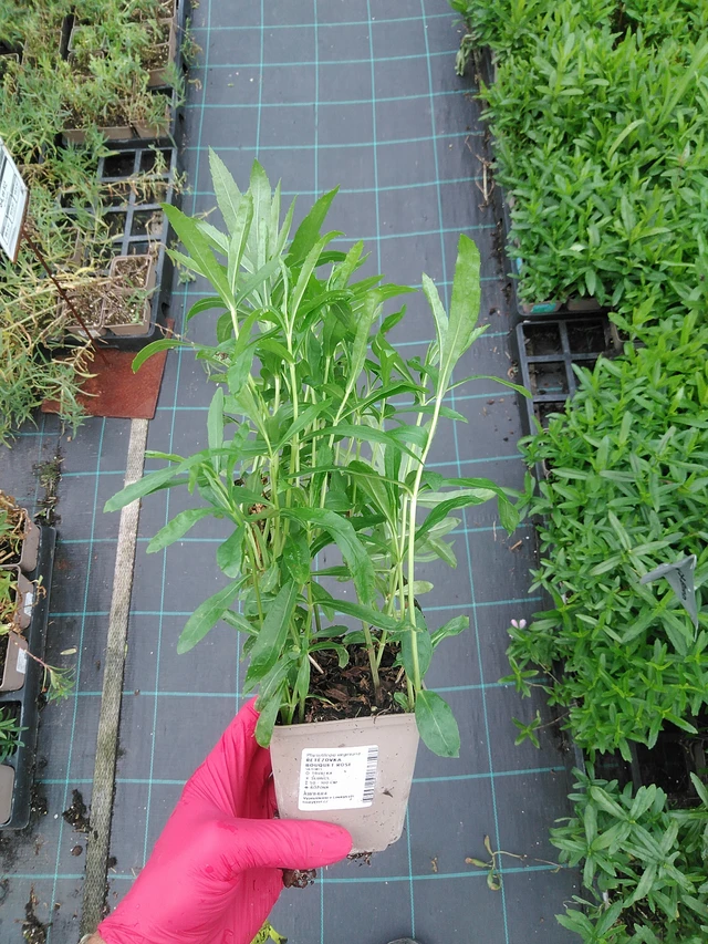 Kellopeippi Bouquet Rose - 29. 7. 2025