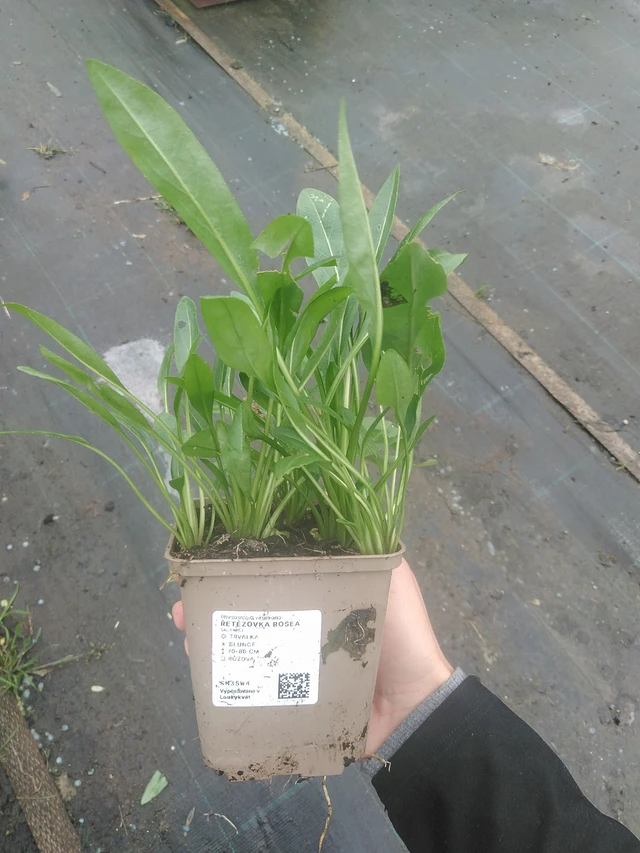 Kellopeippi Rosea - 10. 10. 2025