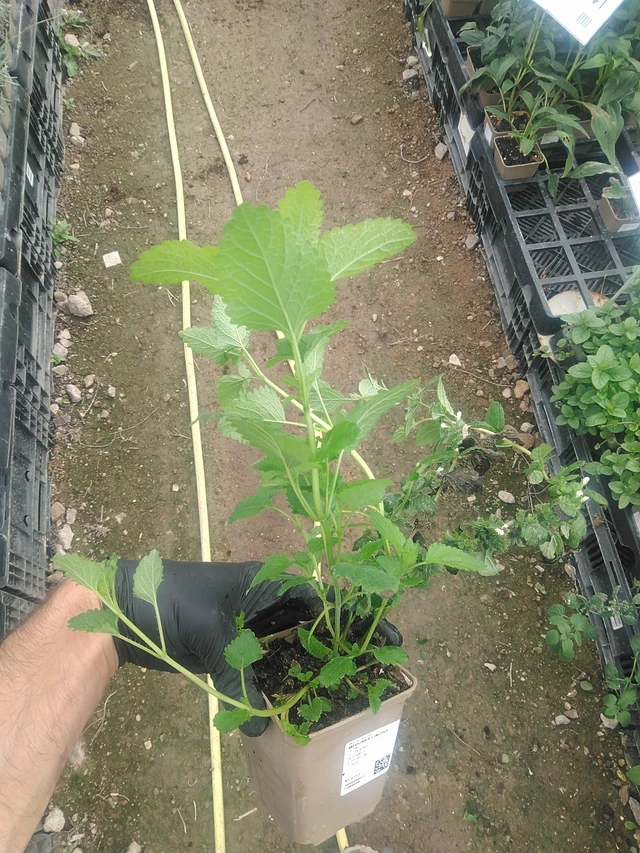 Lemon balm Limonii - 10. 9. 2025