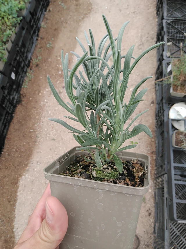 Levandule Alba - 8. 7. 2025