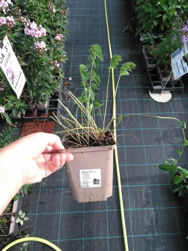 Luppio Pieters - 11. 7. 2025