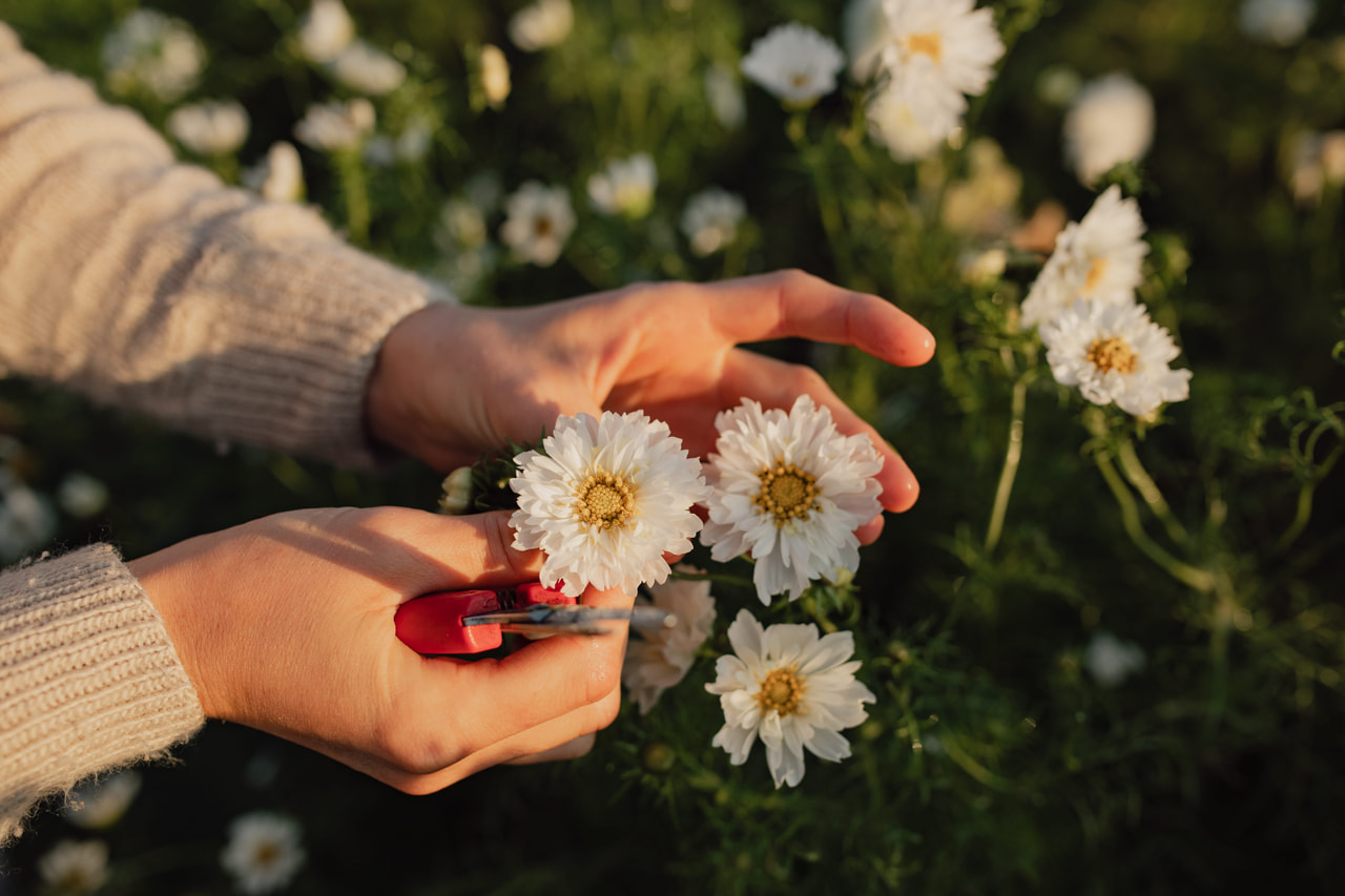 Cosmos Double Click Snow Puff, Loukykvět