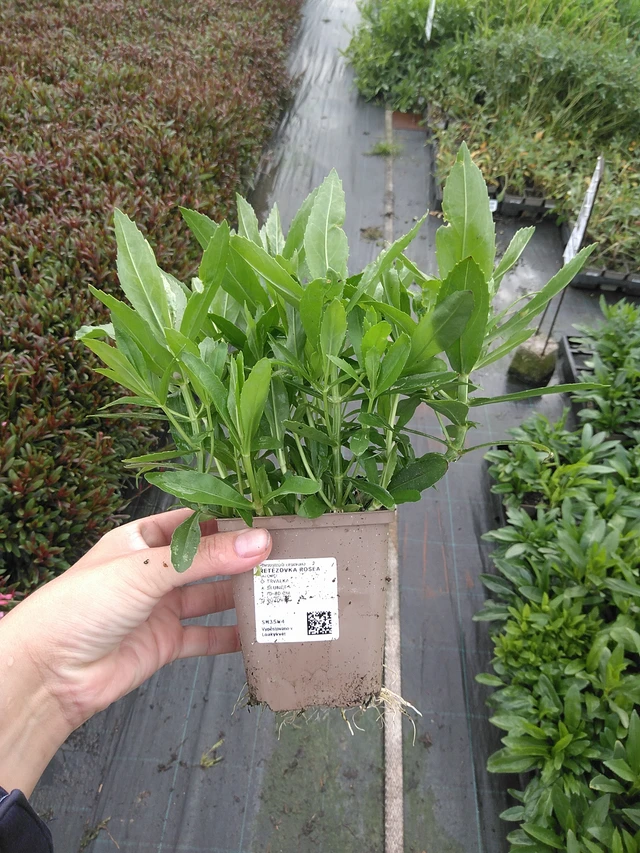 Kellopeippi Rosea - 11. 7. 2025