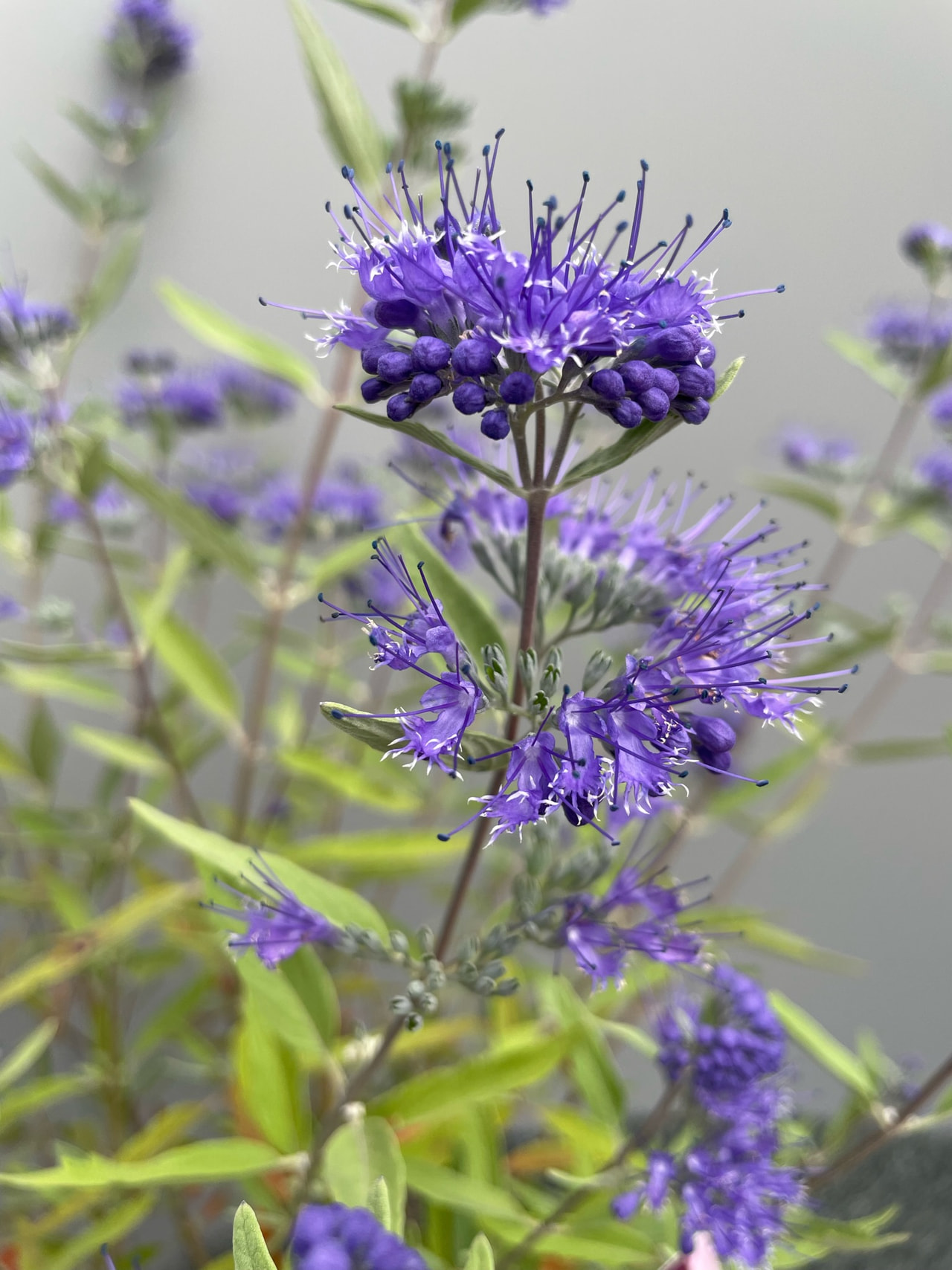 Caryopteris Heavenly Blue, Loukykvět
