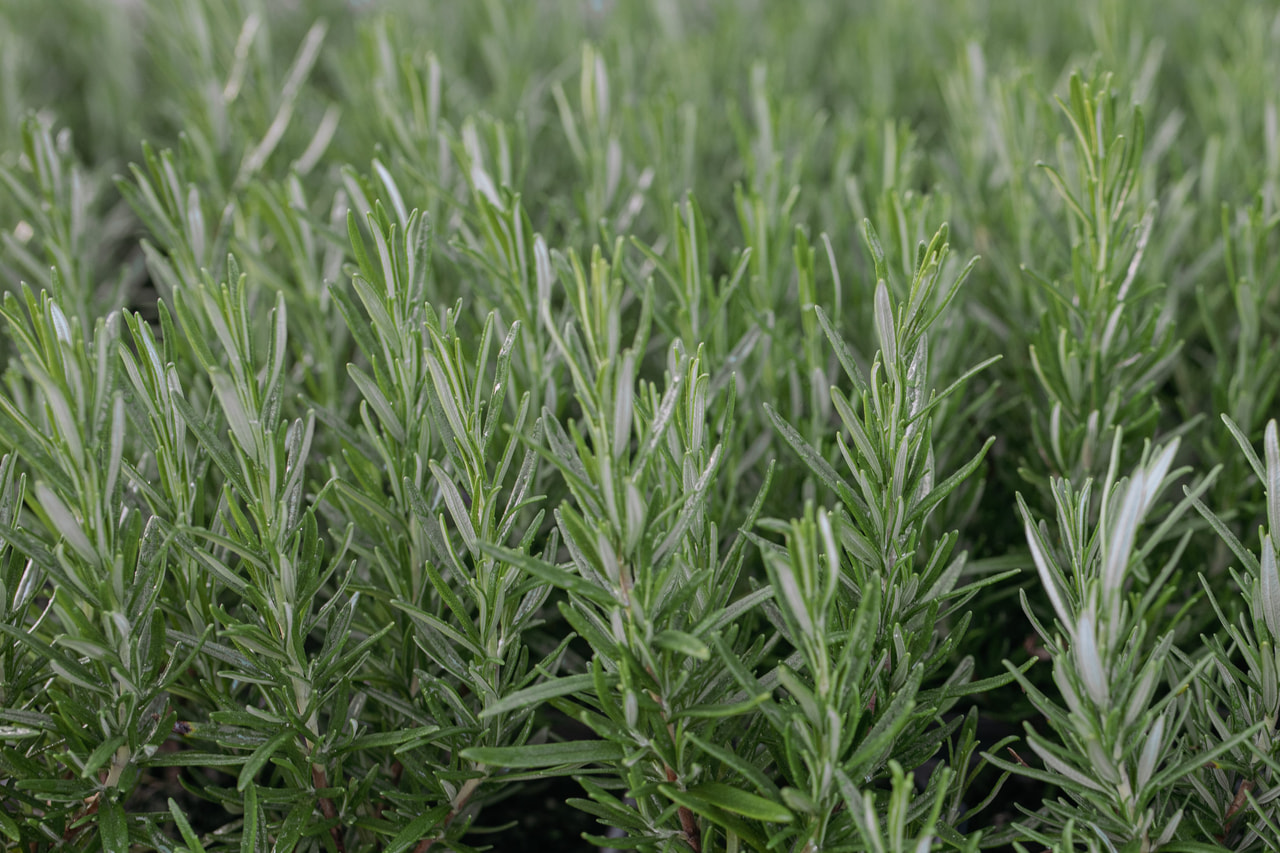 Rosmariini Hishtil Perigord, Loukykvět