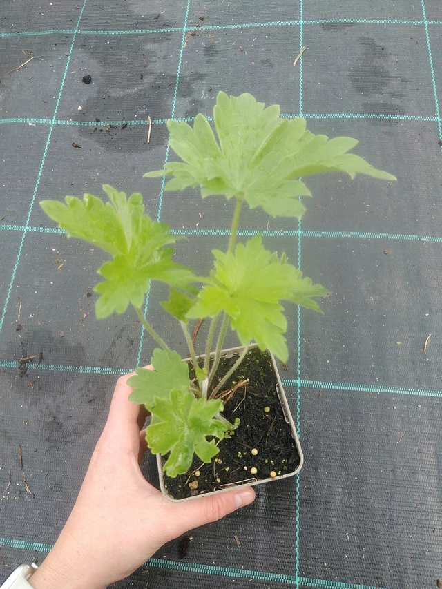 Ritarinkannus Benary’s Pacific Blue Bird - 17. 7. 2025