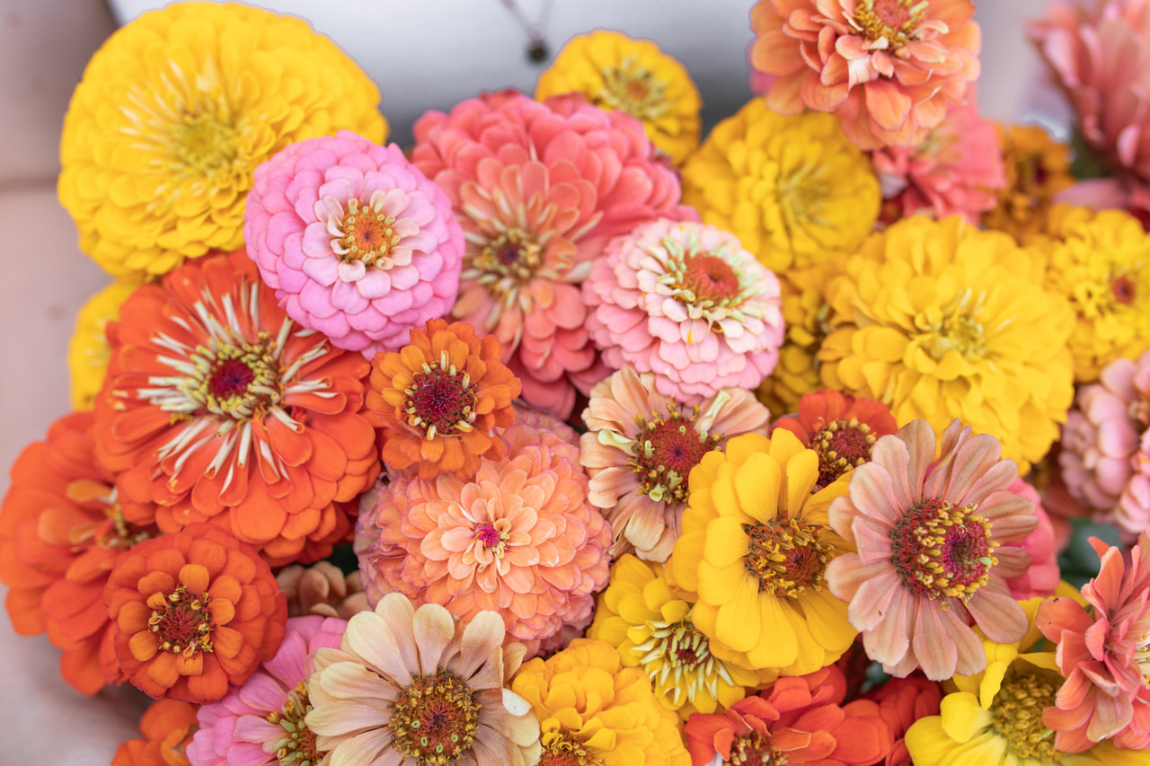 Zinnia Summer Shades Mix, Loukykvět