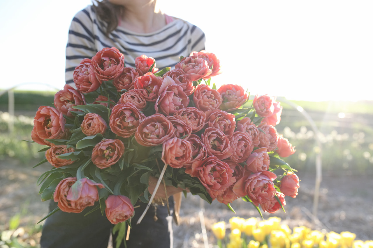 Tulppaani Copper Image, Loukykvět