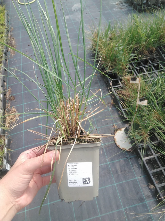 Moor grass - 2. 6. 2026
