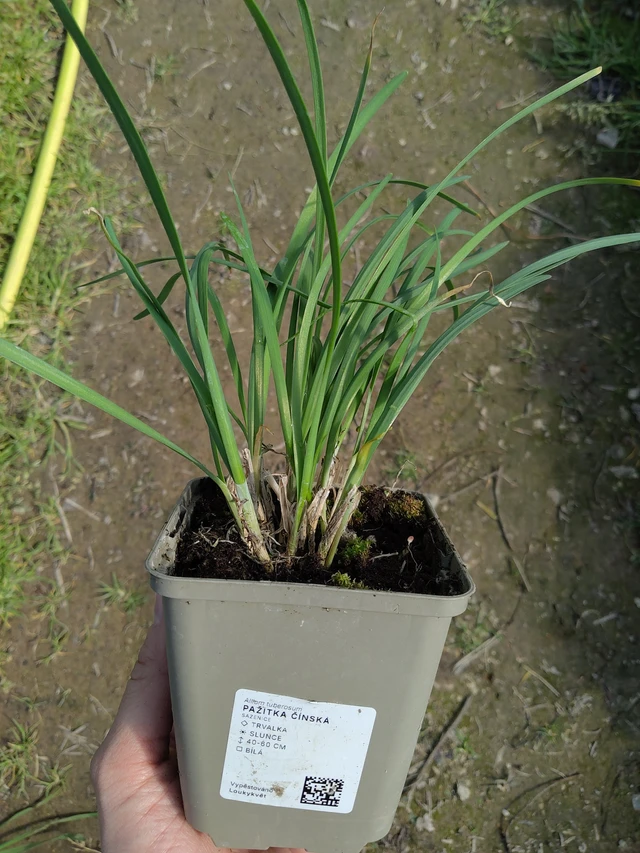 Kiinansipuli - 27. 3. 2026