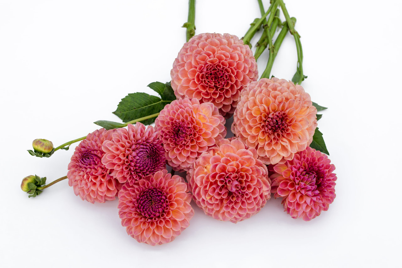 Dahlia Jowey Winnie, Loukykvět