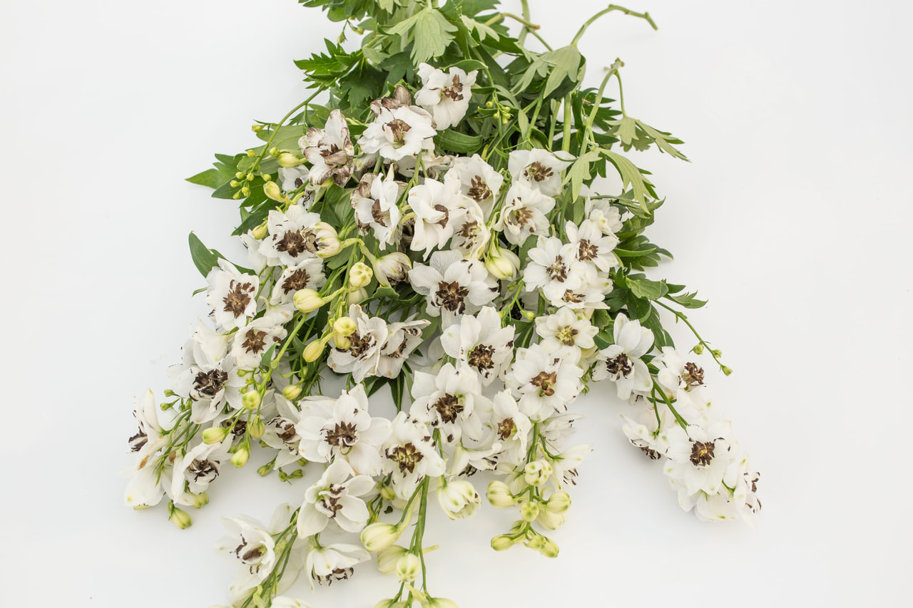 Larkspur Benary’s Pacific Percival, Loukykvět