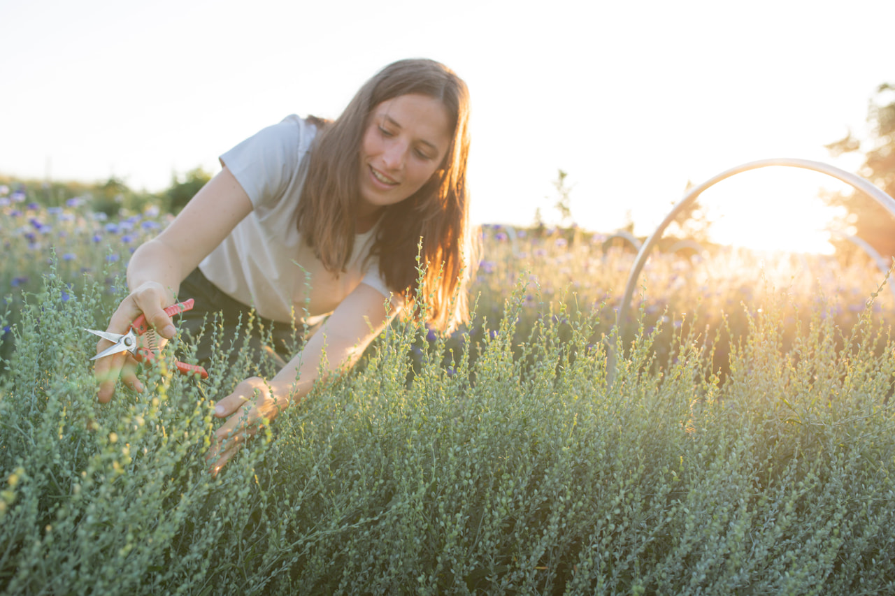 Tuinkers Common, Loukykvět