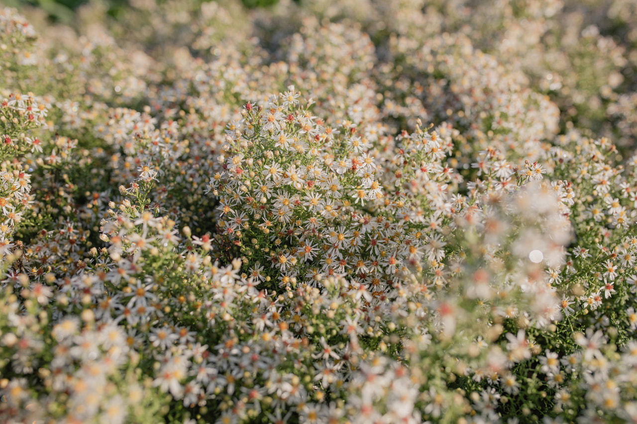 Asteri Golden Spray, Loukykvět