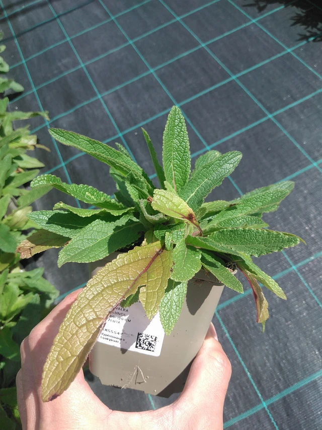 Gordolobo Sixteen Candles - 24. 6. 2025