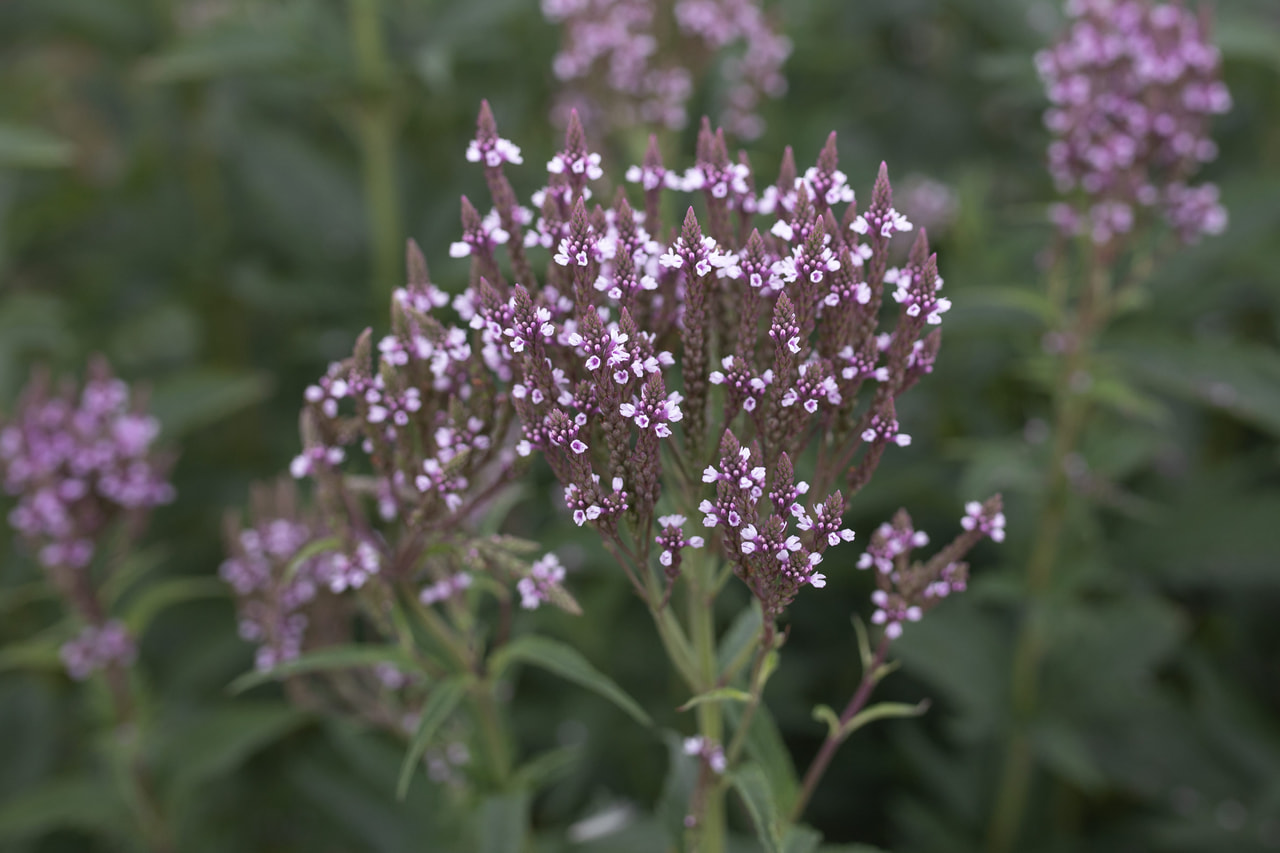 Verbena Pink Spires, Loukykvět