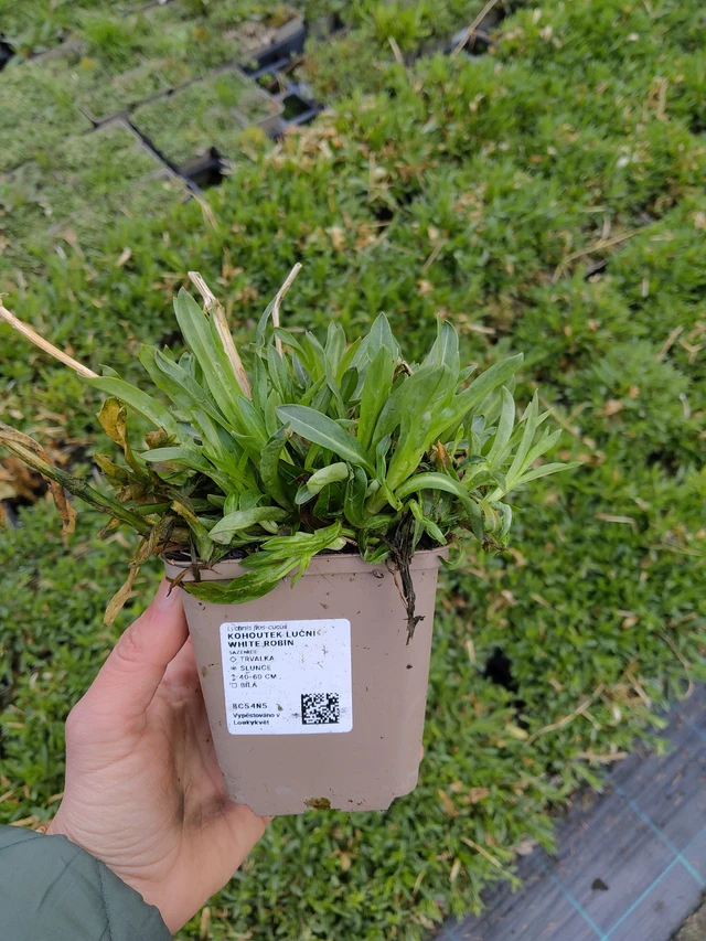 Flor de cuclillo White Robin - 21. 4. 2026