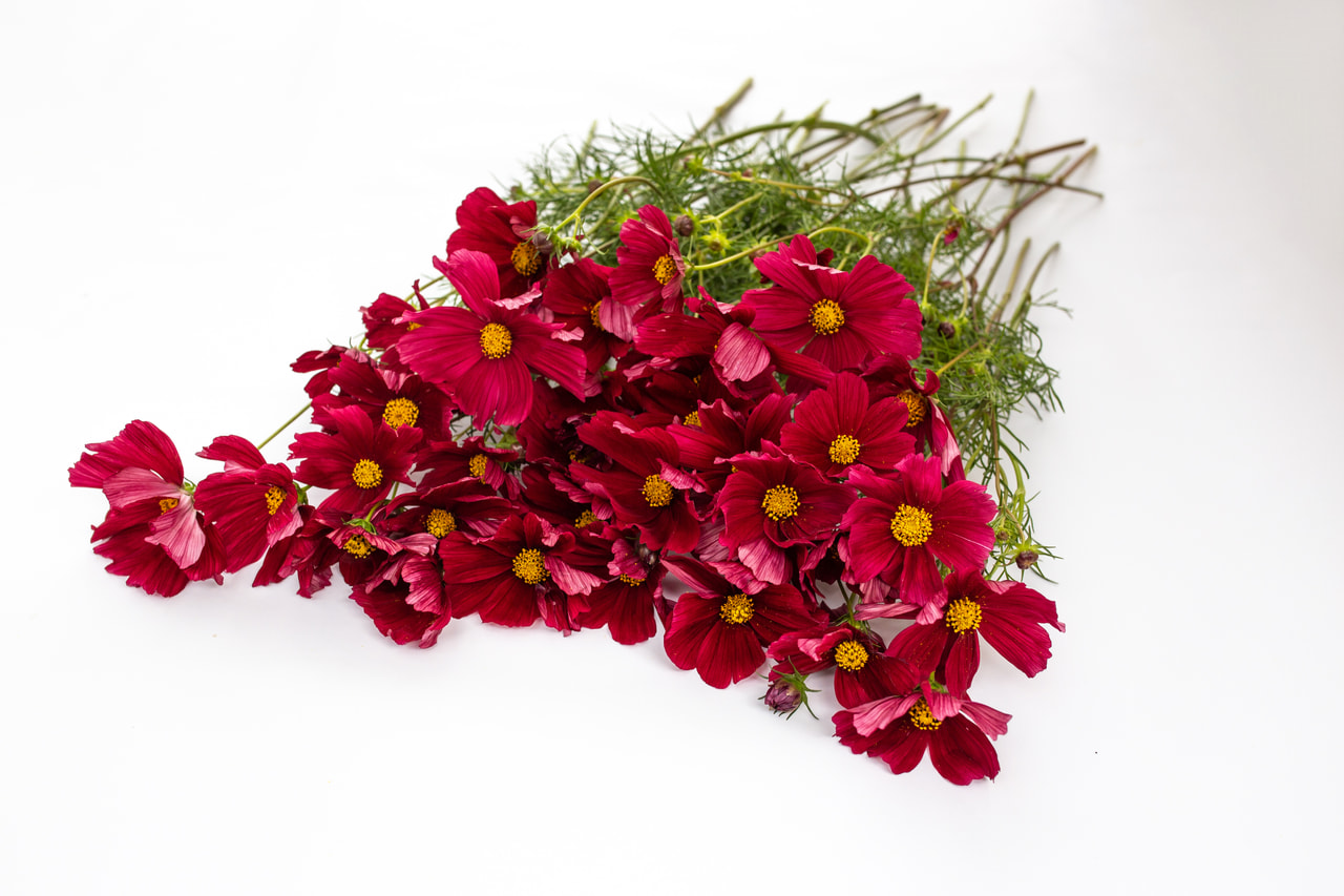 Cosmos Rubenza, Loukykvět