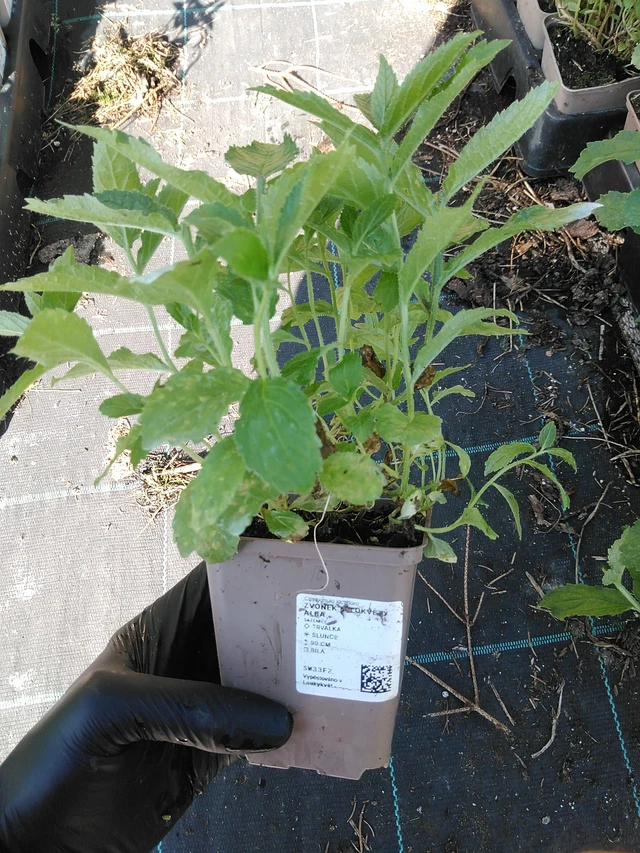 Maitokello Alba - 19. 8. 2025