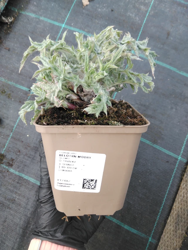 Echinops ritro - 1. 4. 2026