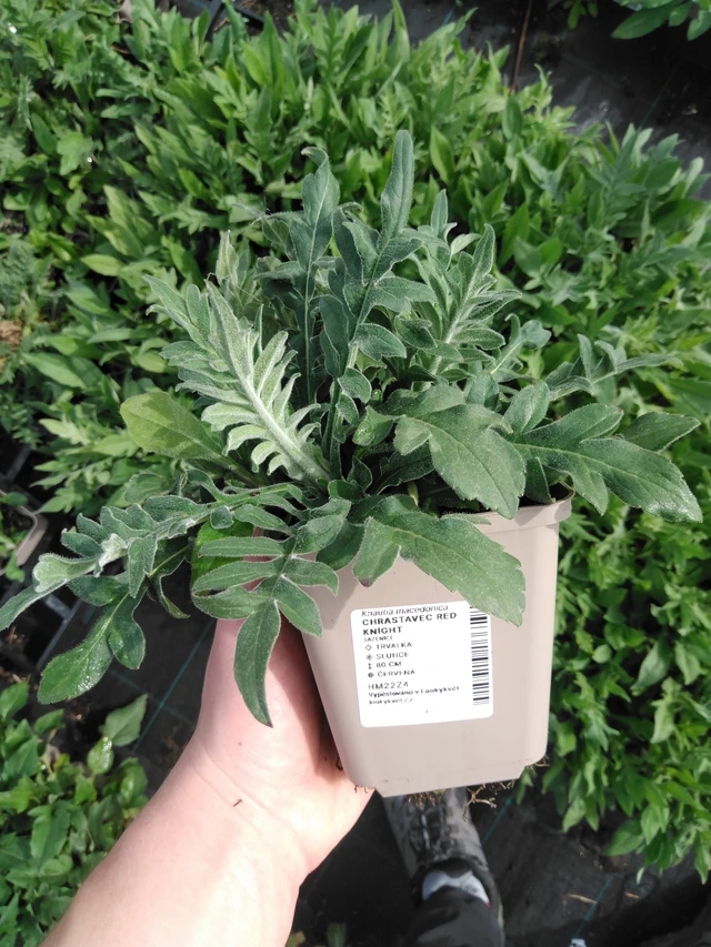 Ruusuruoho Red Knight - 2024