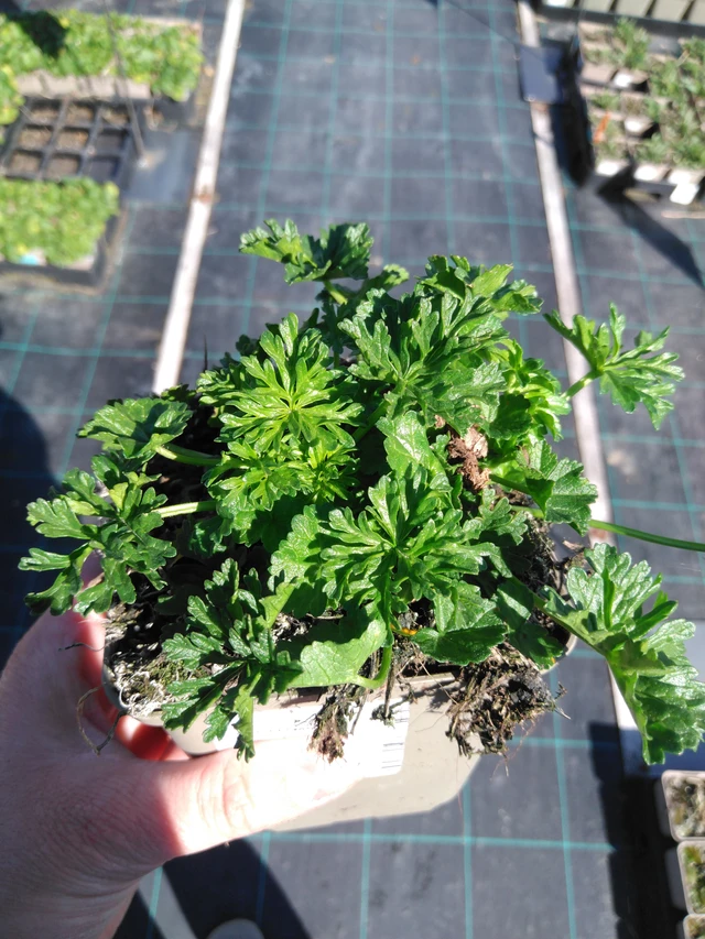 Malva moschata - 3. 4. 2025