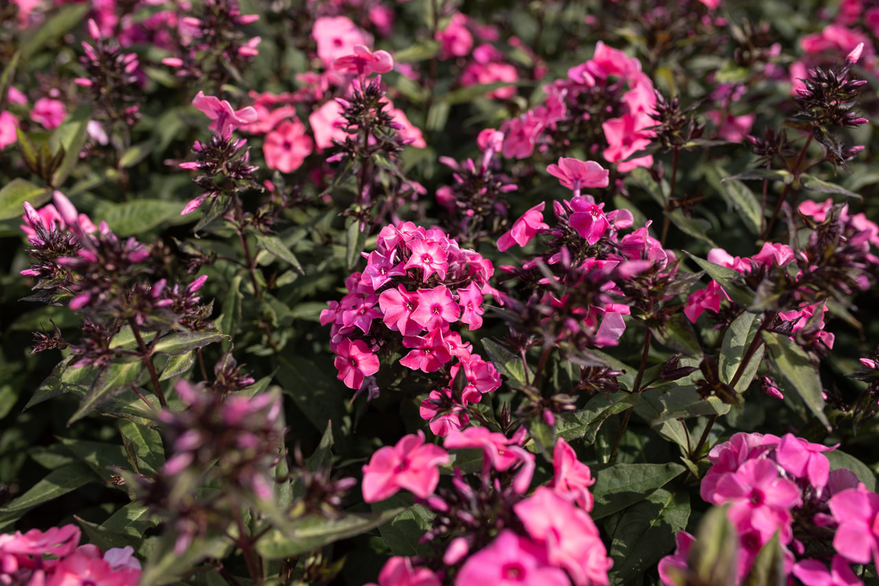 Syysleimu Sweet Summer Dream, Loukykvět