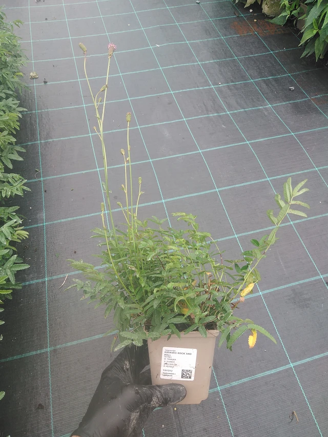 Luppio Rock and Roll - 4. 8. 2025