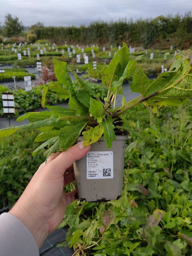 Salvia pratensis Rose Rhapsody - 9. 10. 2025