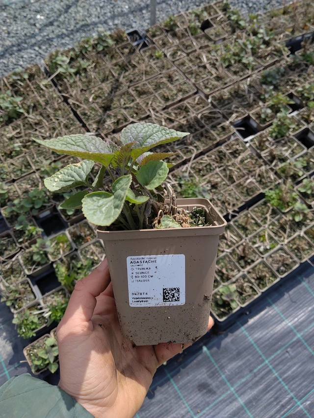 Agastache - 21. 4. 2026